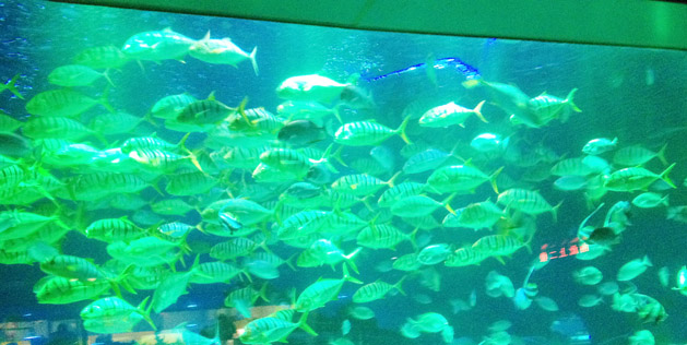 武漢科技館水族工程造景